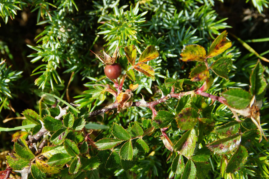 Rosa serafinii (fiori semi-chiusi)